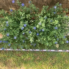 大株★横幅1メートル★アメリカンブルー★植物の画像