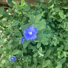 大株★横幅1メートル★アメリカンブルー★植物の画像