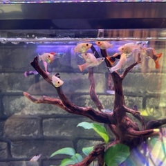 オレンジモーリー+モーリー稚魚譲ります！終了！の画像