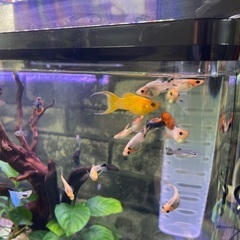 オレンジモーリー+モーリー稚魚譲ります！終了！の画像