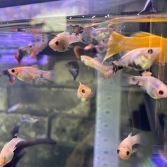 オレンジモーリー+モーリー稚魚譲ります！終了！の画像