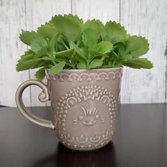 観葉植物　多肉植物　子宝草④