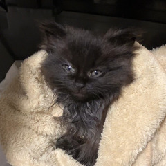 [受付一時停止]生後3週目の可愛いオスの黒猫です(^^)