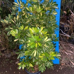 観葉植物　10号　斑入りシェフレラ　【ホンコンカポック】