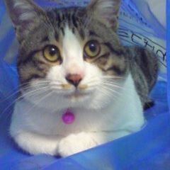 猫が飼いたいけど飼えない方
