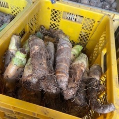 野菜　たけのこ芋　京芋　1キロぐらい　400円