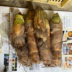 野菜　たけのこ芋　京芋　1キロぐらい　400円の画像