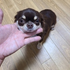 里親さん決定、お返事出来なかった方申し訳ありません。