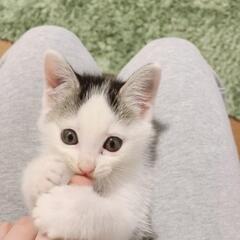 すずちゃん🌟3ヶ月の女の子(素敵なご家族に出逢えました❗)