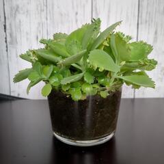 観葉植物　多肉植物　子宝草⑤