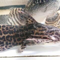 ジャガーキャット(スカイブルーキャット)　※引き取り限定※