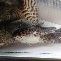 ジャガーキャット(スカイブルーキャット)　※引き取り限定※の画像