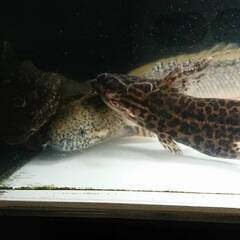 ジャガーキャット(スカイブルーキャット)　※引き取り限定※の画像