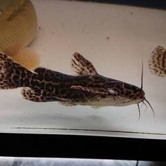 ジャガーキャット(スカイブルーキャット)　※引き取り限定※の画像