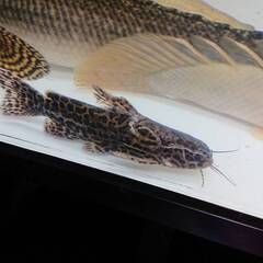 ジャガーキャット(スカイブルーキャット)　※引き取り限定※の画像