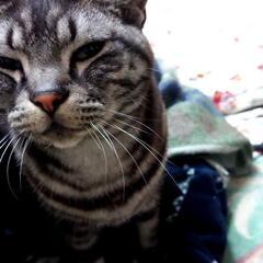 アメショ男の子去勢済み