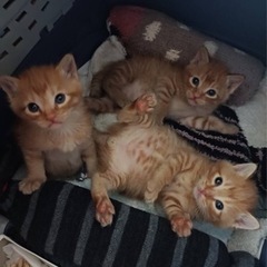 子猫里親募集🐱