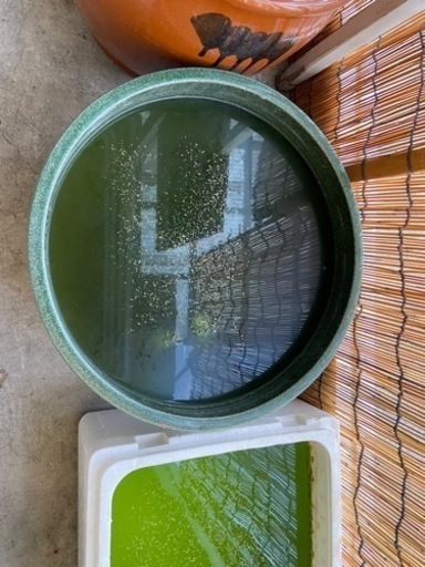 金魚、どじょう、メダカ、水槽、ポンプ、一式