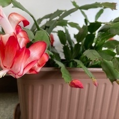 無料で！　観葉植物　オリヅルラン　ゴムの木　サボテン　小さいドラ...