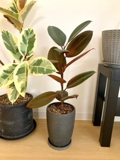 【観葉植物特価】フィカス　ゴムの木3種