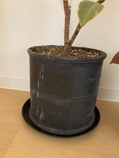 【観葉植物特価】フィカス　ゴムの木3種