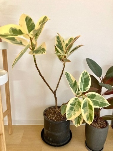 【観葉植物特価】フィカス　ゴムの木3種