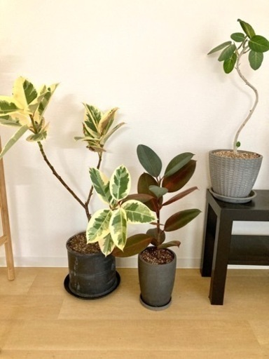 【観葉植物特価】フィカス　ゴムの木3種