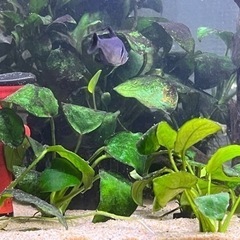 アヌビアスナナ 株分け済み 中5〜6cm 大7〜8cm 水草 熱帯魚 アクアリウムの画像