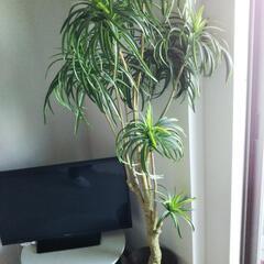 フェイクグリーン 人工観葉植物 観葉樹