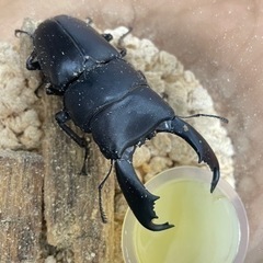 スラウェシオオヒラタクワガタ