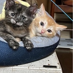 生後2ヶ月沖縄から来ました兄妹