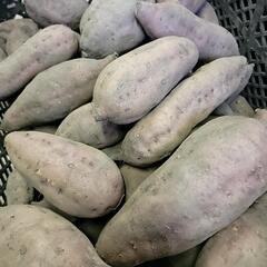 北海道産安納芋