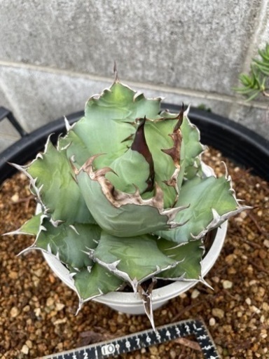 アガベ　チタノタナンバーワン