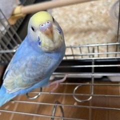 セキセイインコ用サイズのゲージ