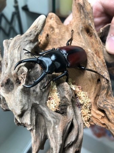 ドンキエル コクワガタ原名亜種ペアⅢ