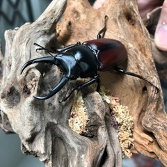 ドンキエル コクワガタ原名亜種ペアⅢ