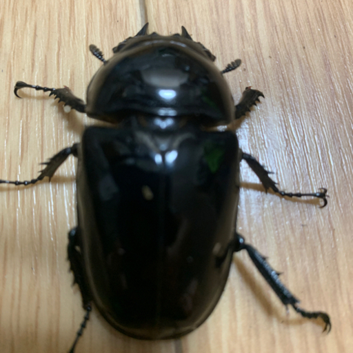 タランドゥスオオツヤクワガタ♀54ミリ