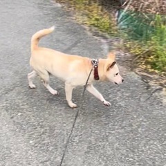 猟犬の里親募集