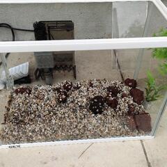 30cm水槽　セットの画像