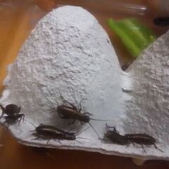 黒コオロギSサイズあげます