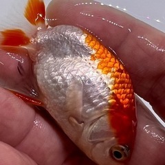 ランチュウ　更紗かわいい　金魚　きんぎょ　らんちゅうの画像