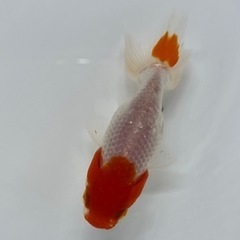 ランチュウ　更紗かわいい　金魚　きんぎょ　らんちゅうの画像