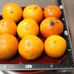富有柿　富山県産100円　Mサイズ5個程度・Lサイズ3個・Sサイズ8個程度の画像