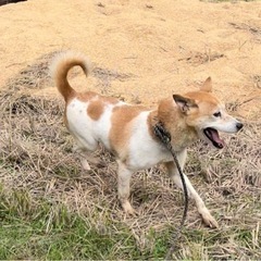 猟犬の里親募集(メス)