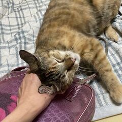 人に全力で甘える1歳5ヶ月の楓（メス）です