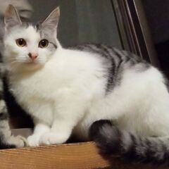 子猫の里親募集①