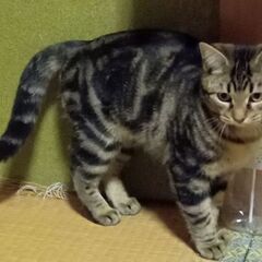 子猫の里親募集②