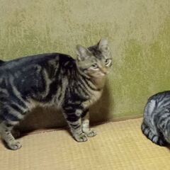 子猫の里親募集③