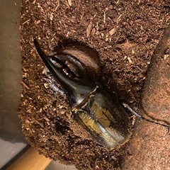 ヘラクレス