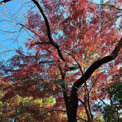 11/24に高尾山に登りましょう。